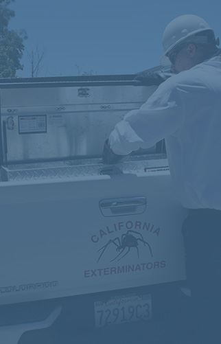 Pest Control in Lake County | California Exterminators Alliance